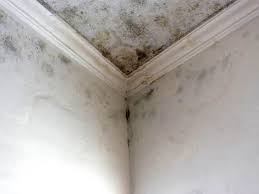 Why You Should Choose Our Mold Remediation Services in Rocklin, CA